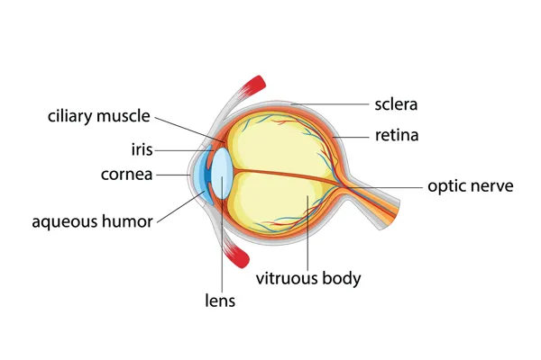 Healthy eye